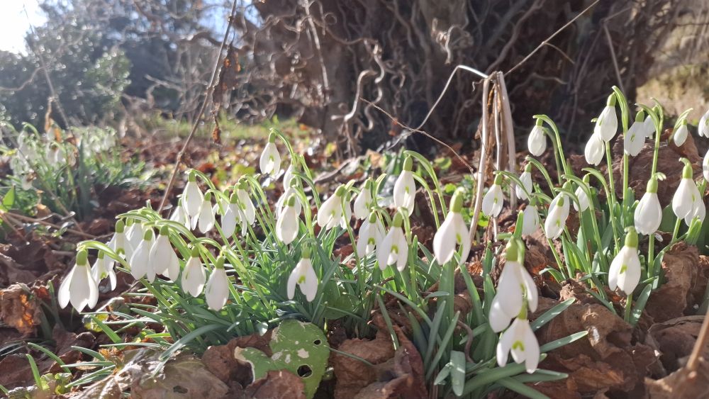 Mohnblumen stahlen um die Wette